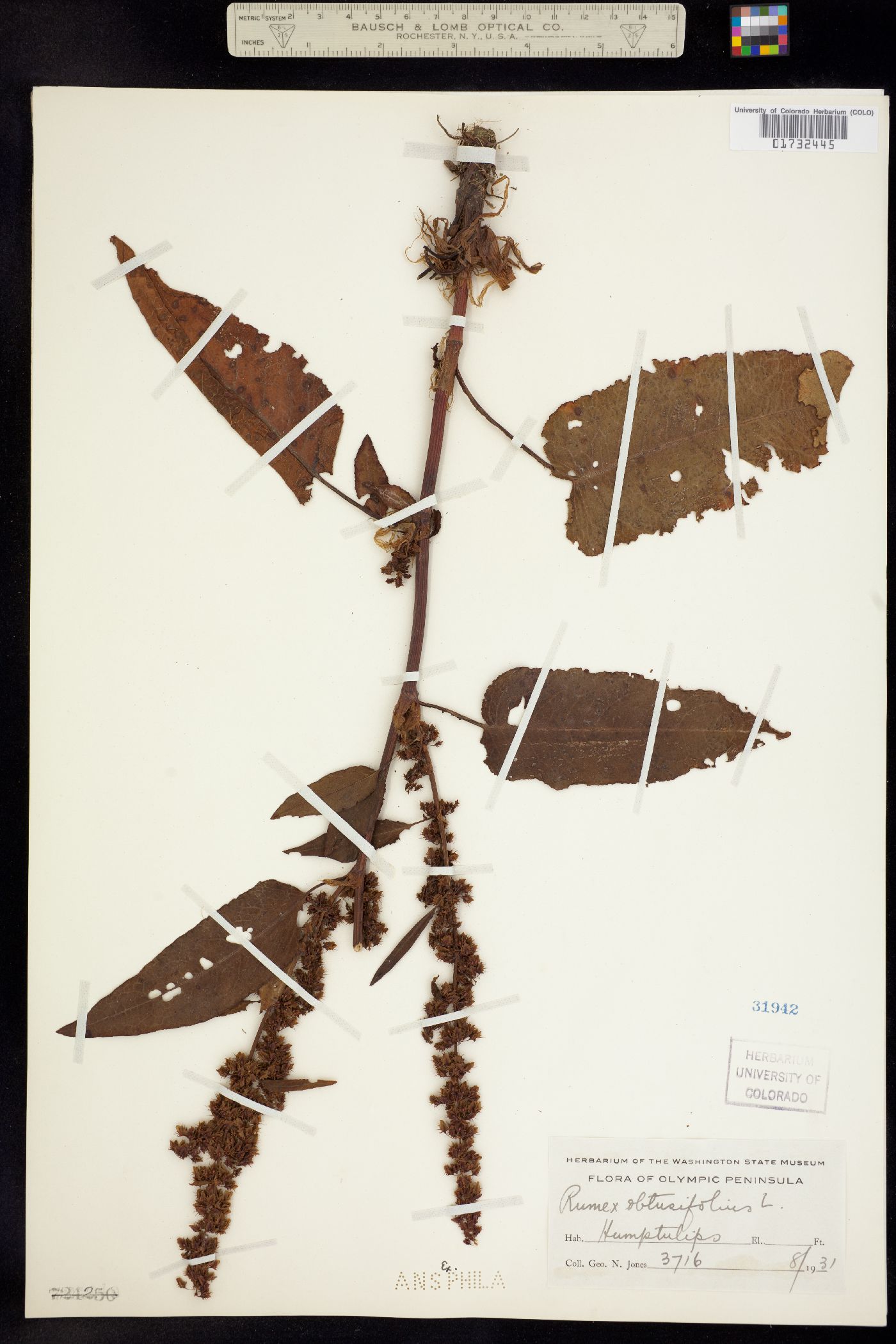 Rumex obtusifolius image