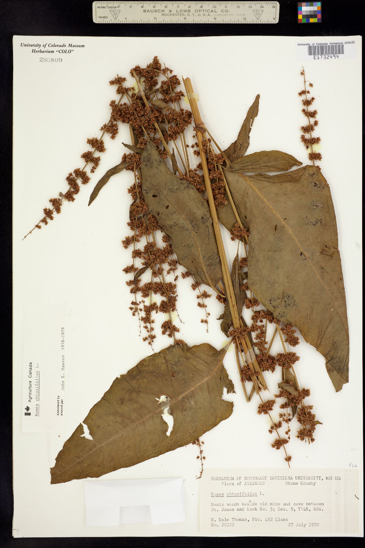 Rumex obtusifolius image