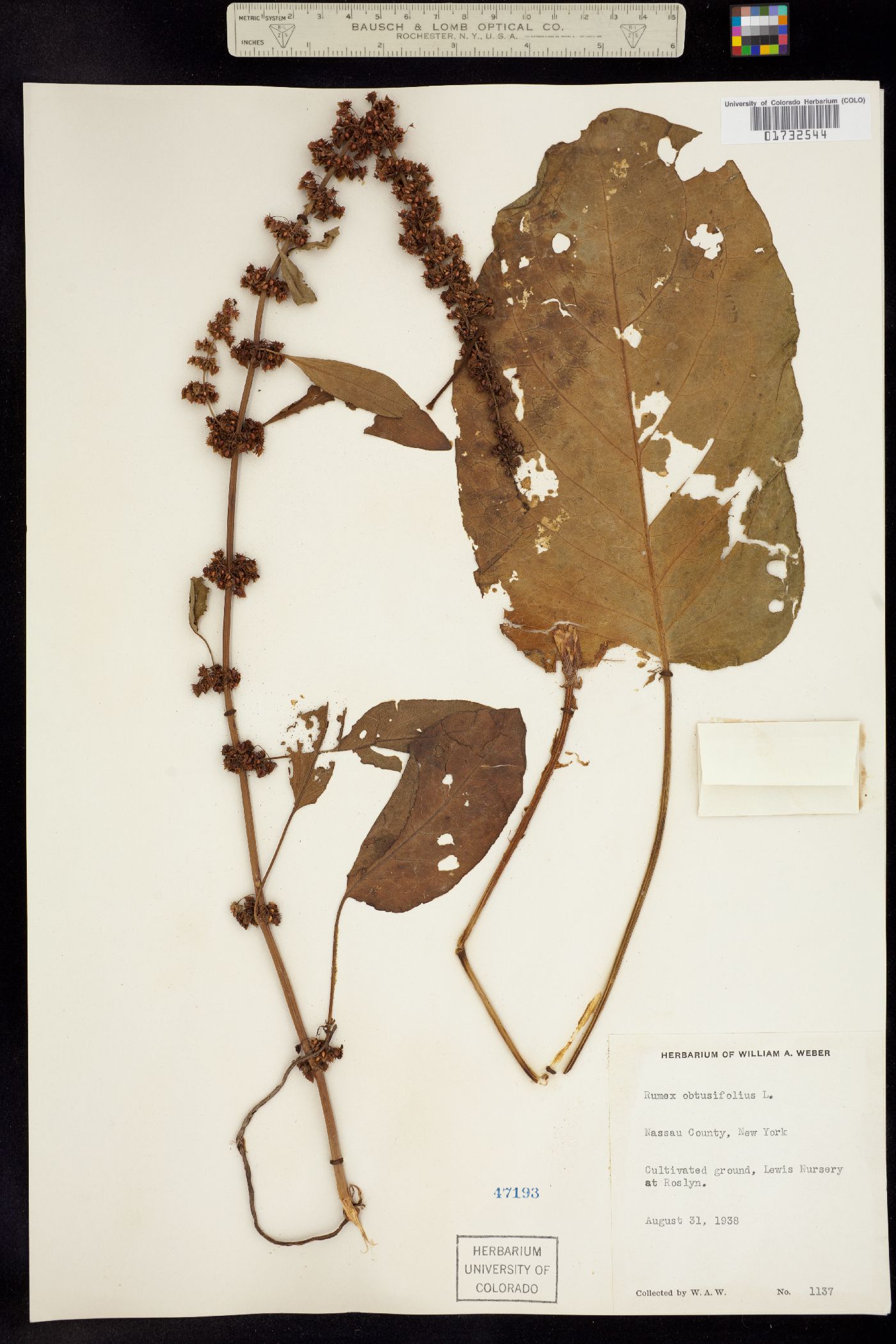 Rumex obtusifolius image