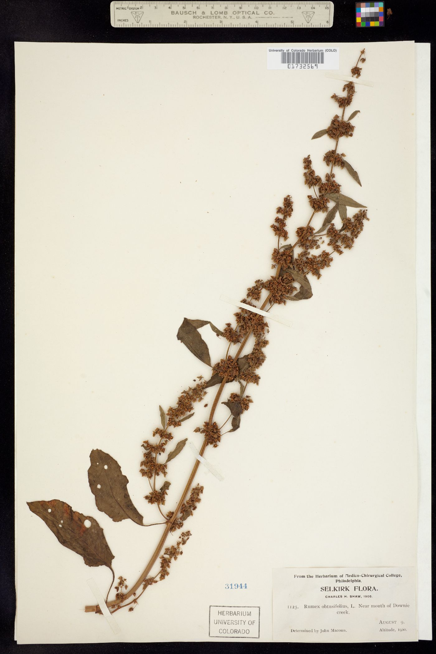 Rumex obtusifolius image