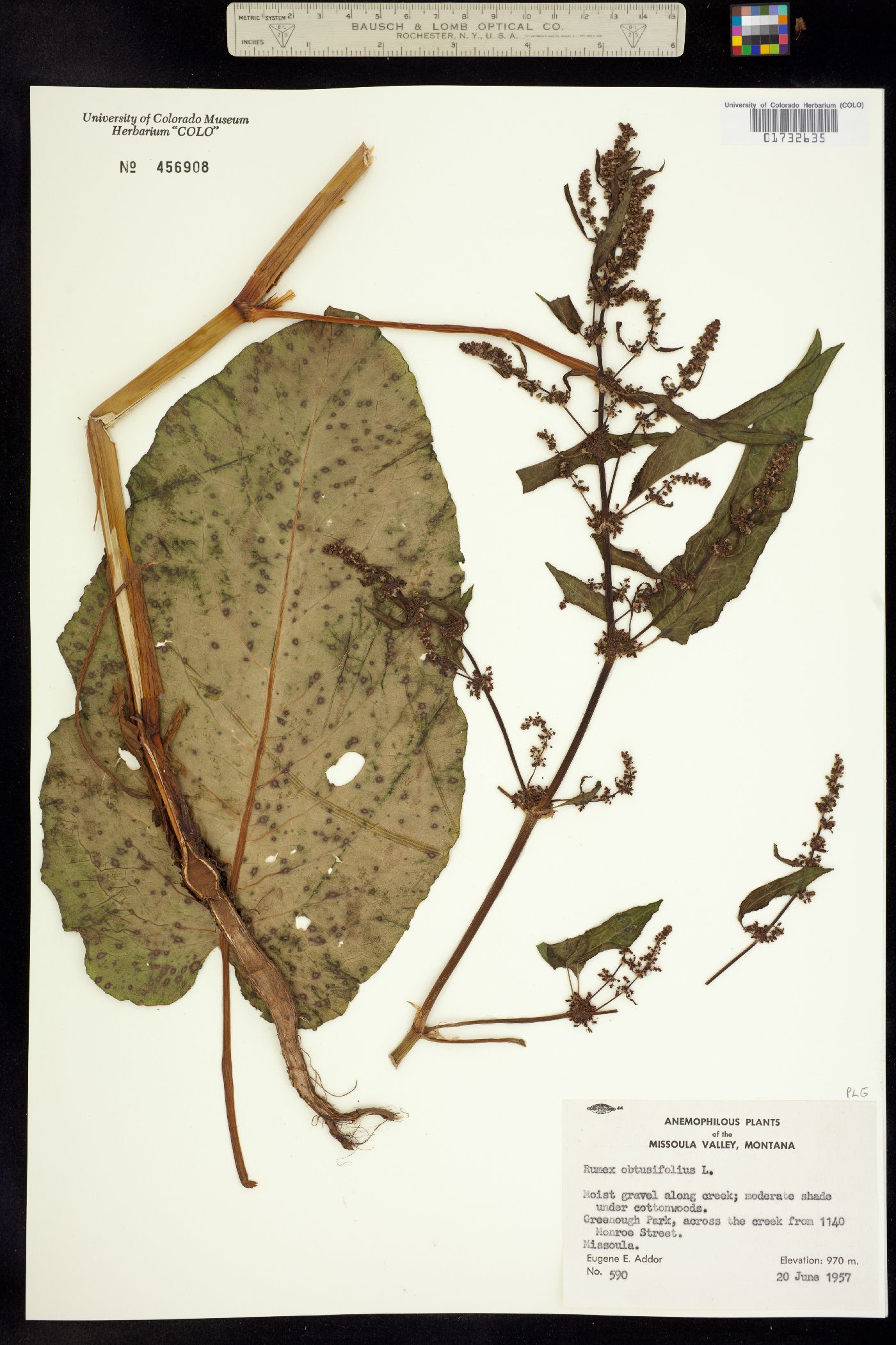 Rumex obtusifolius image