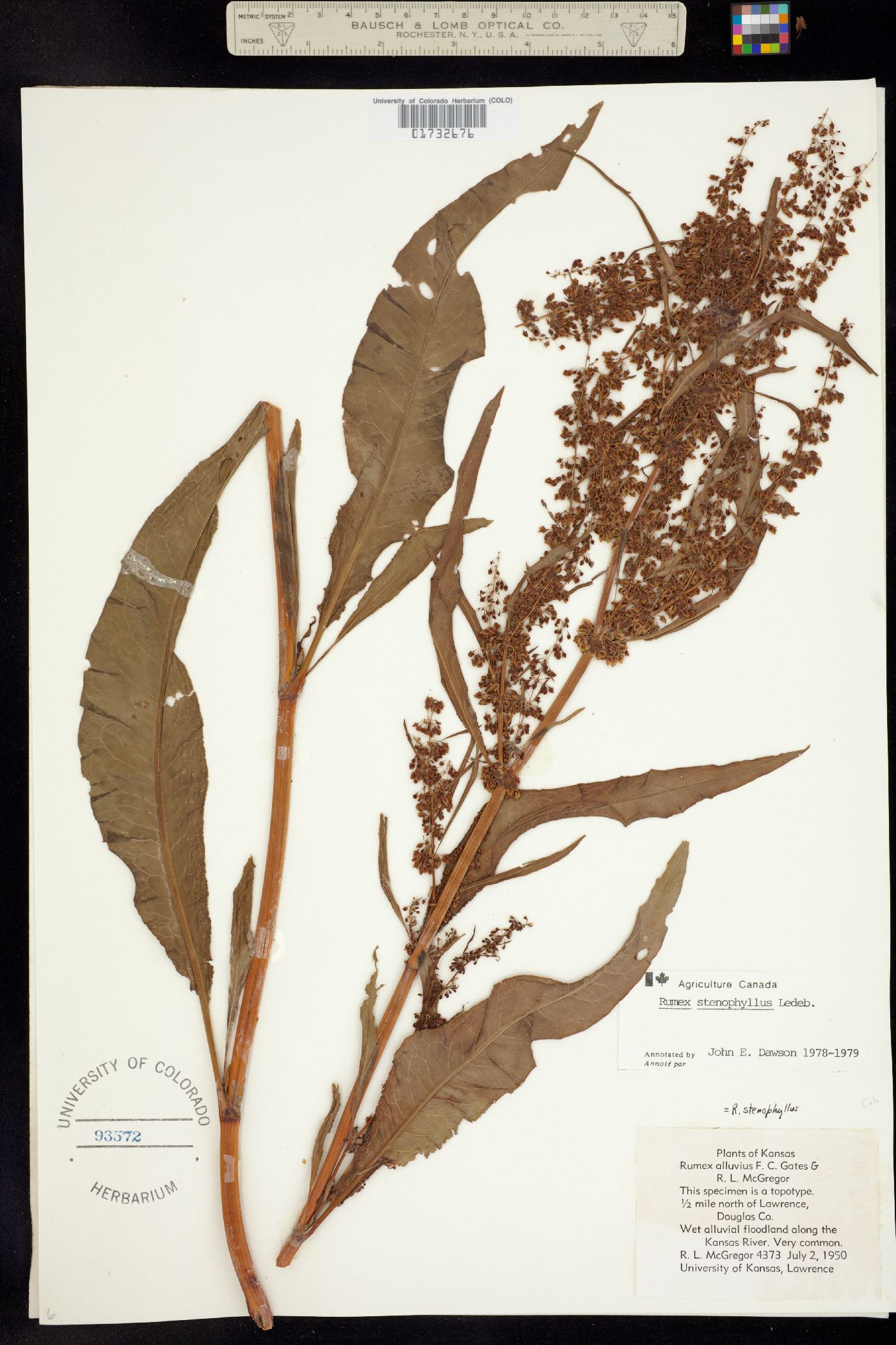 Rumex stenophyllus image