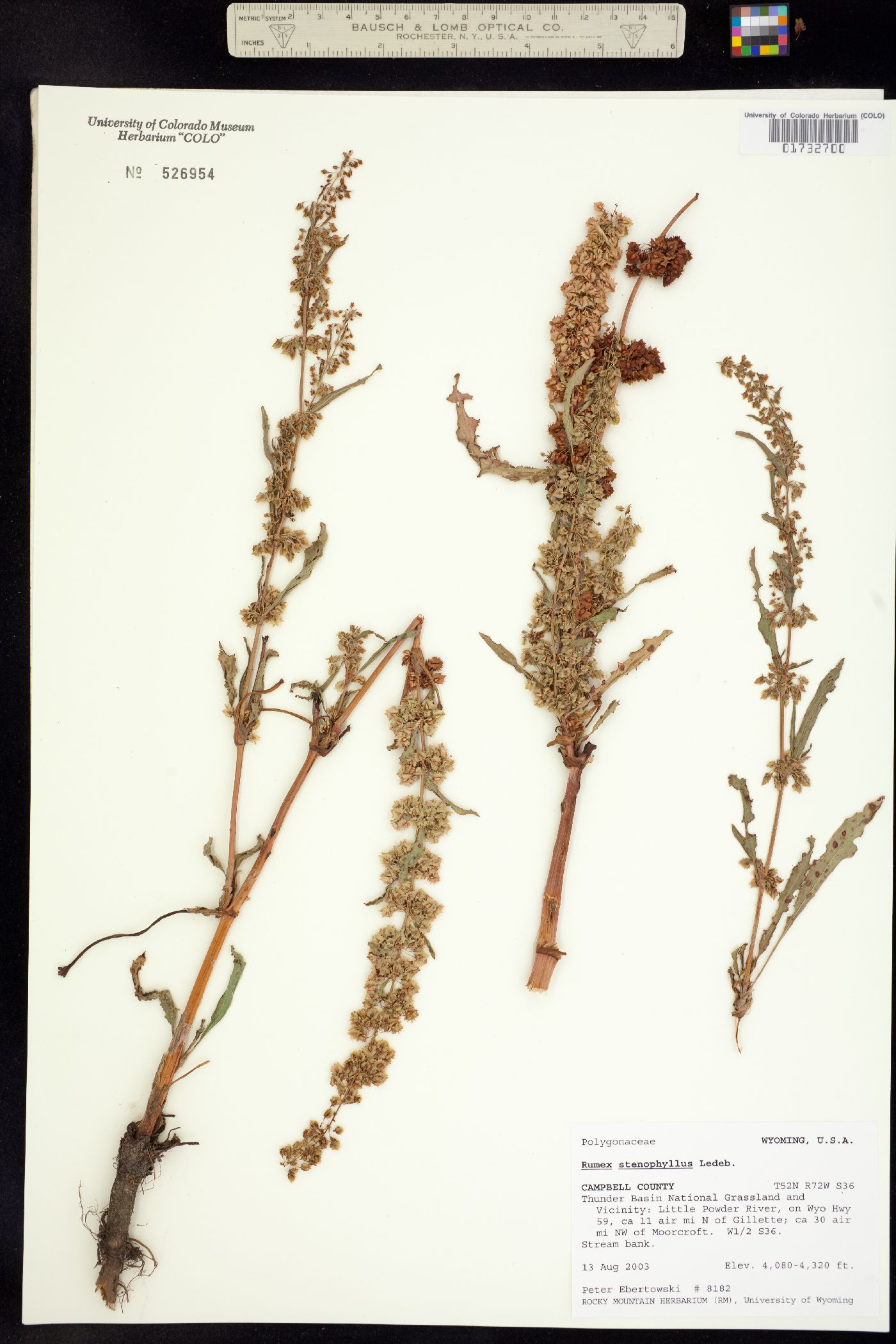 Rumex stenophyllus image