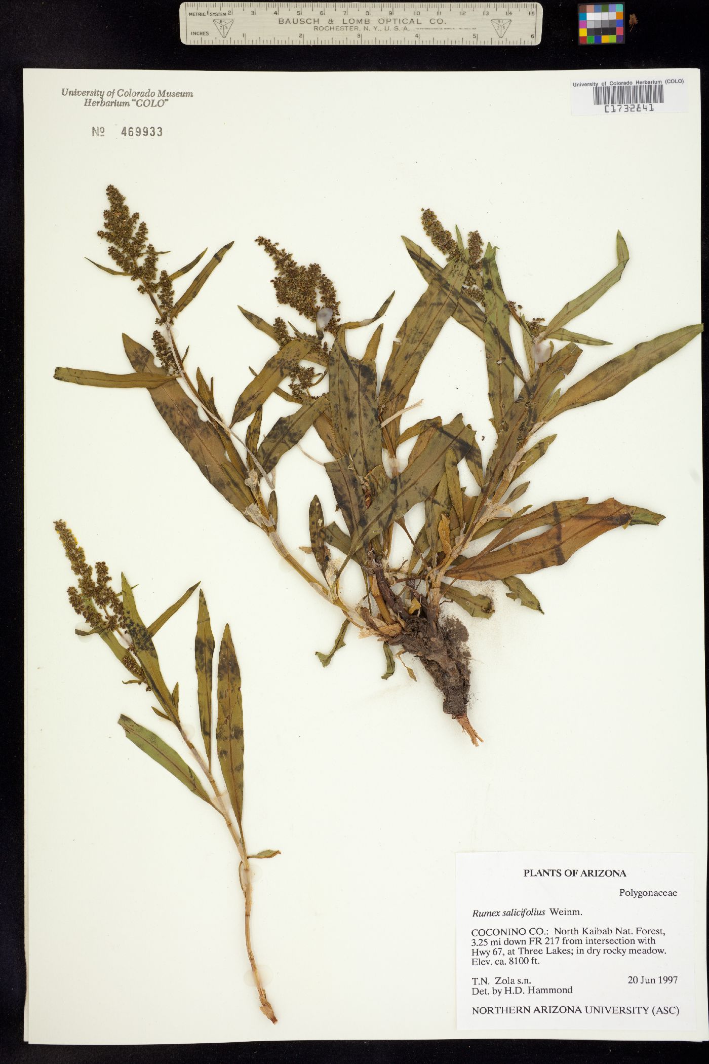 Rumex image