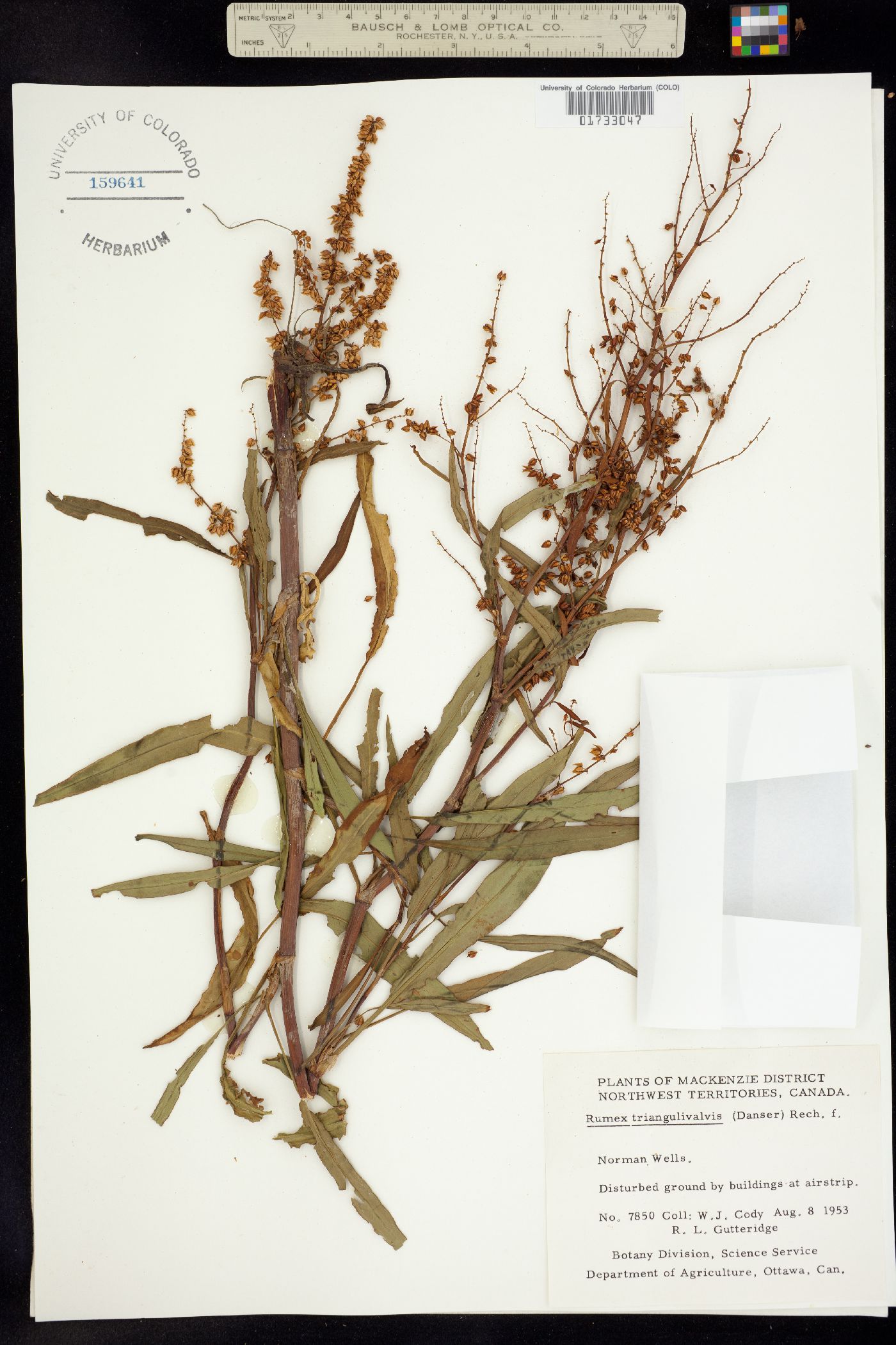 Rumex image