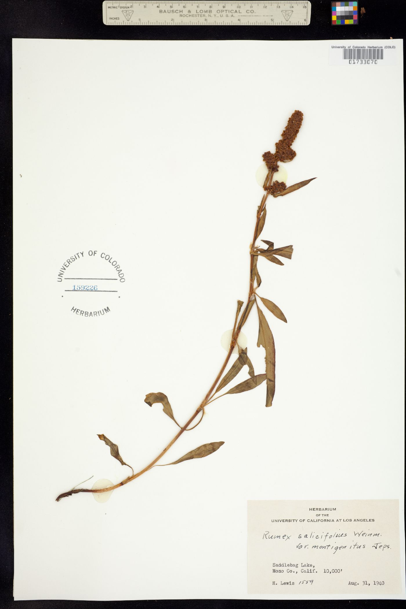 Rumex triangulivalvis image