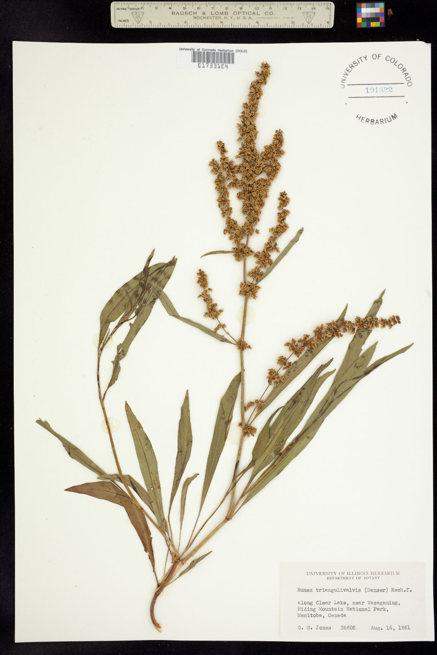 Rumex triangulivalvis image