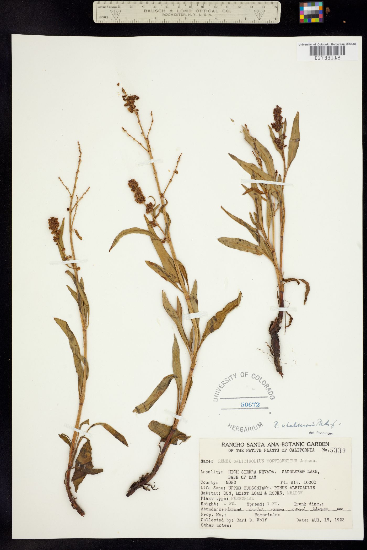 Rumex utahensis image