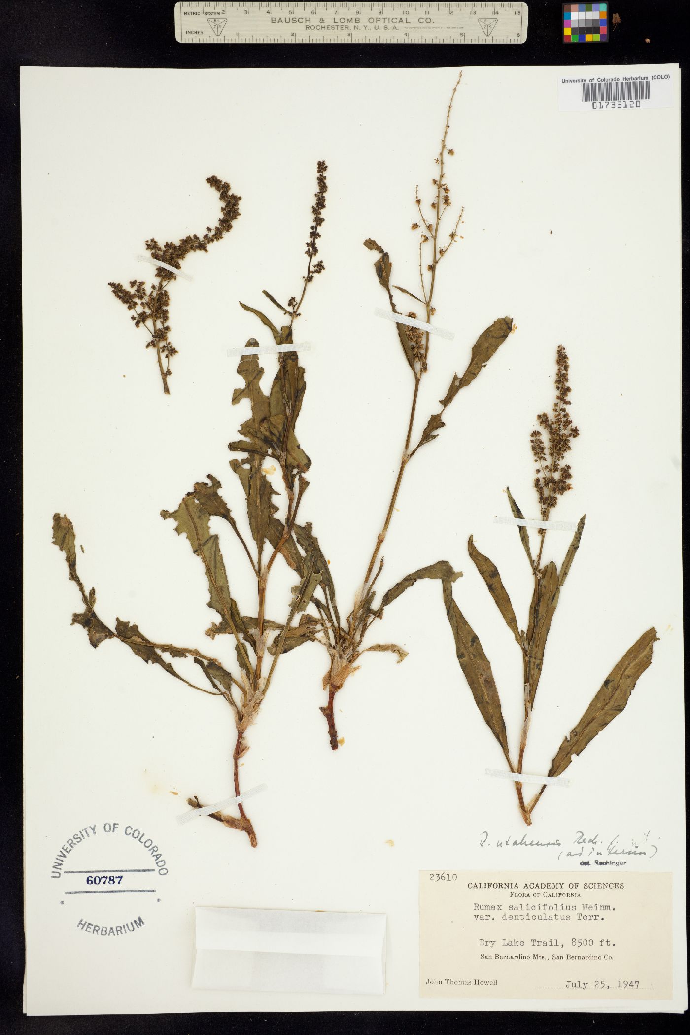 Rumex utahensis image