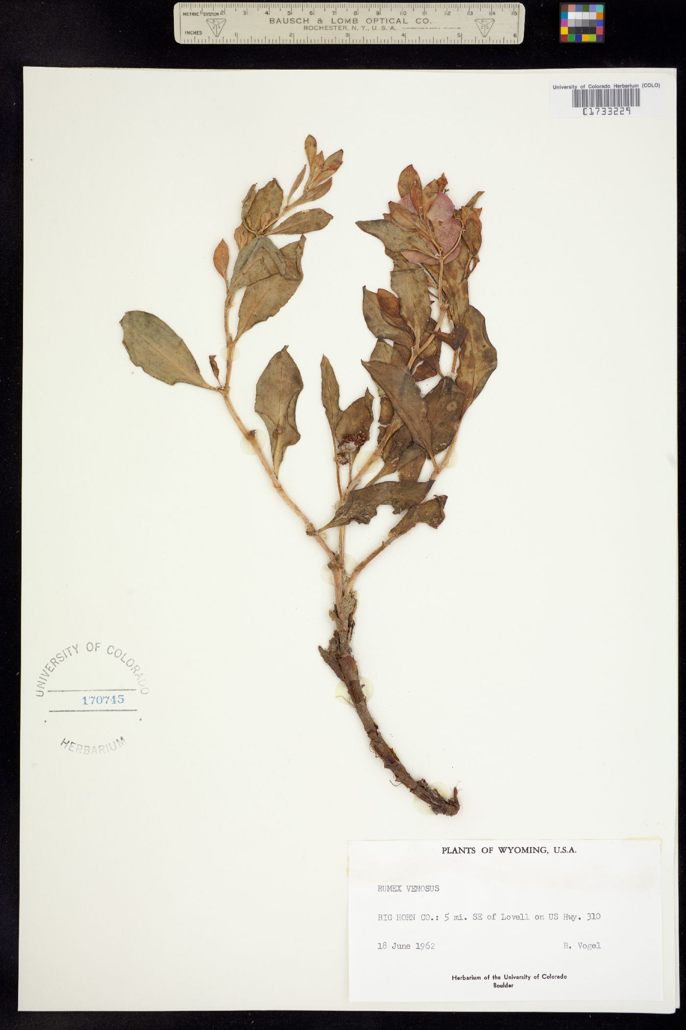 Rumex venosus image