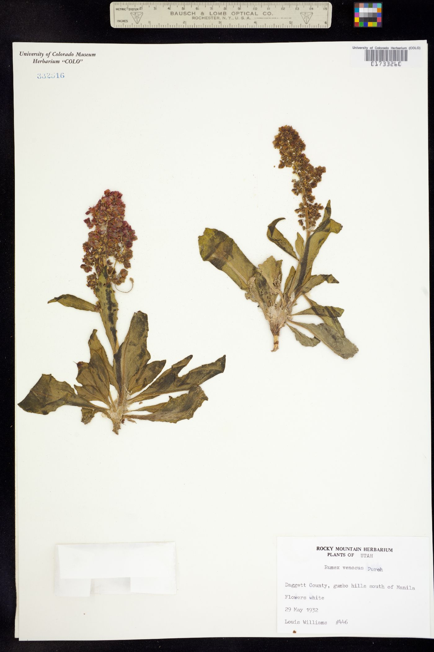 Rumex venosus image