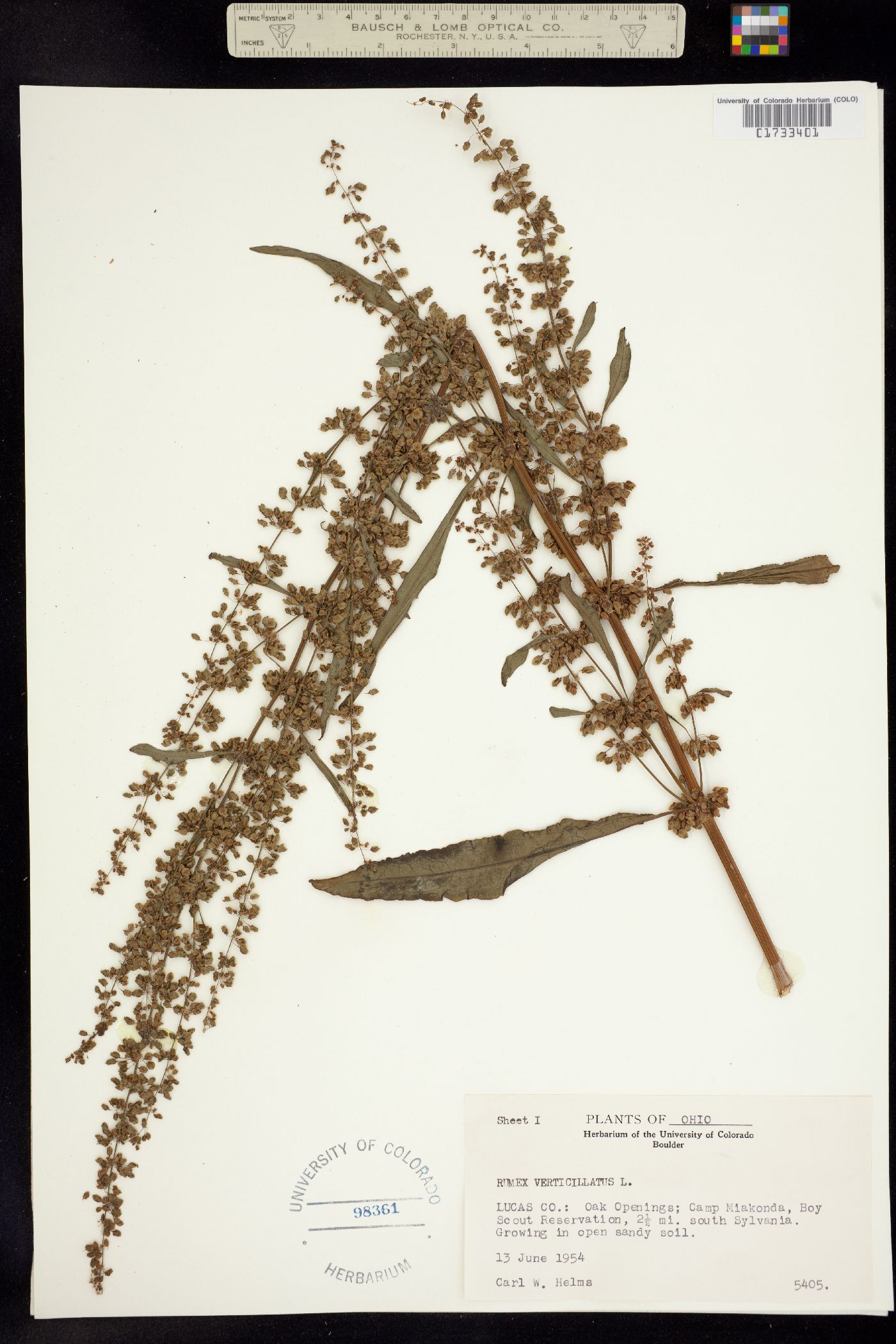 Rumex verticillatus image