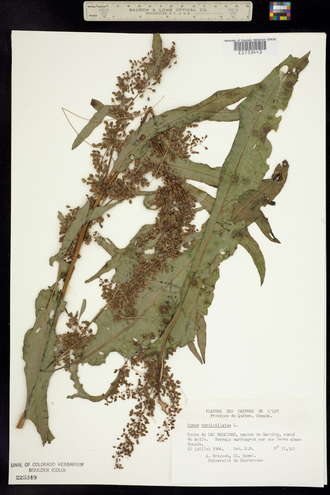 Rumex verticillatus image