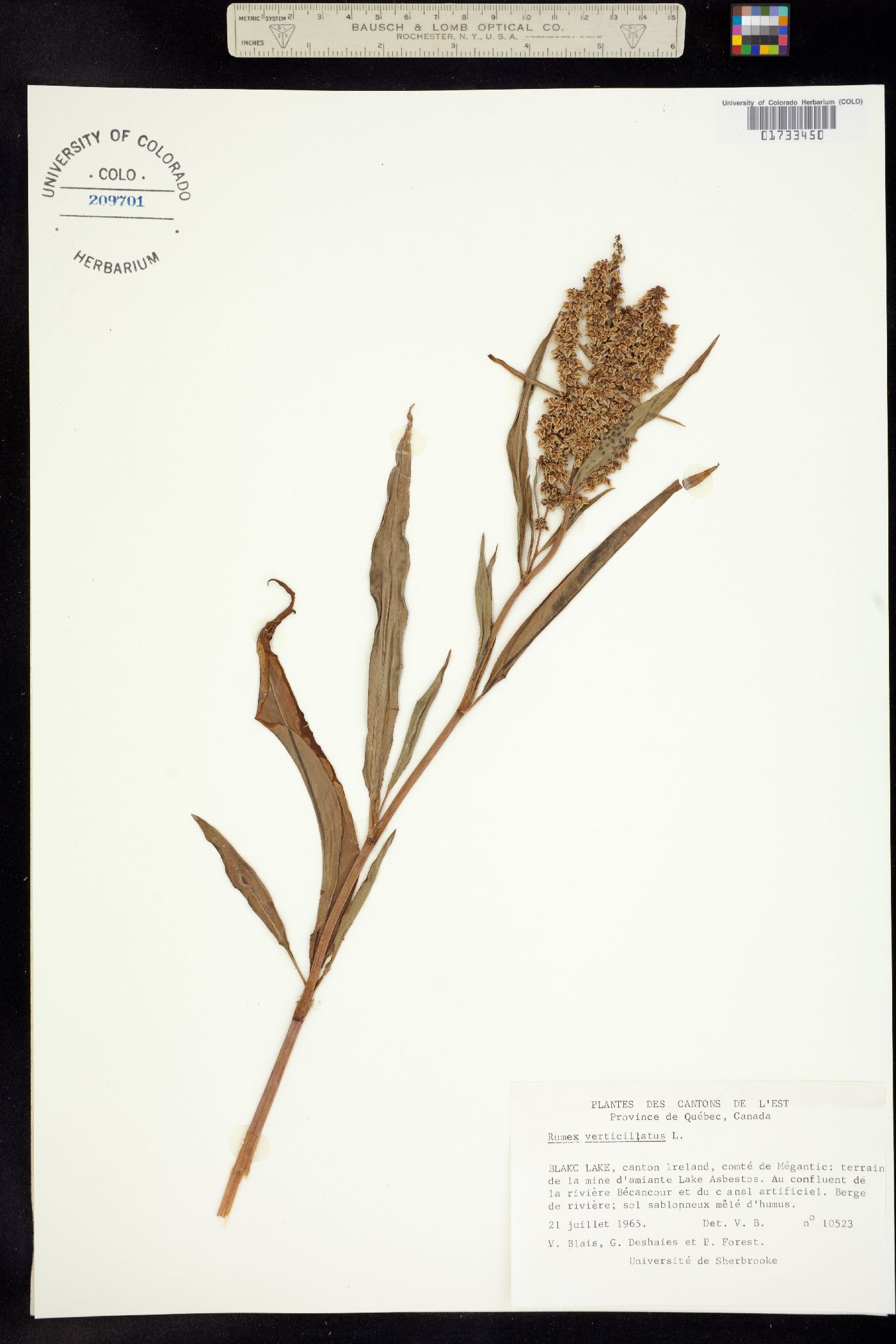 Rumex verticillatus image