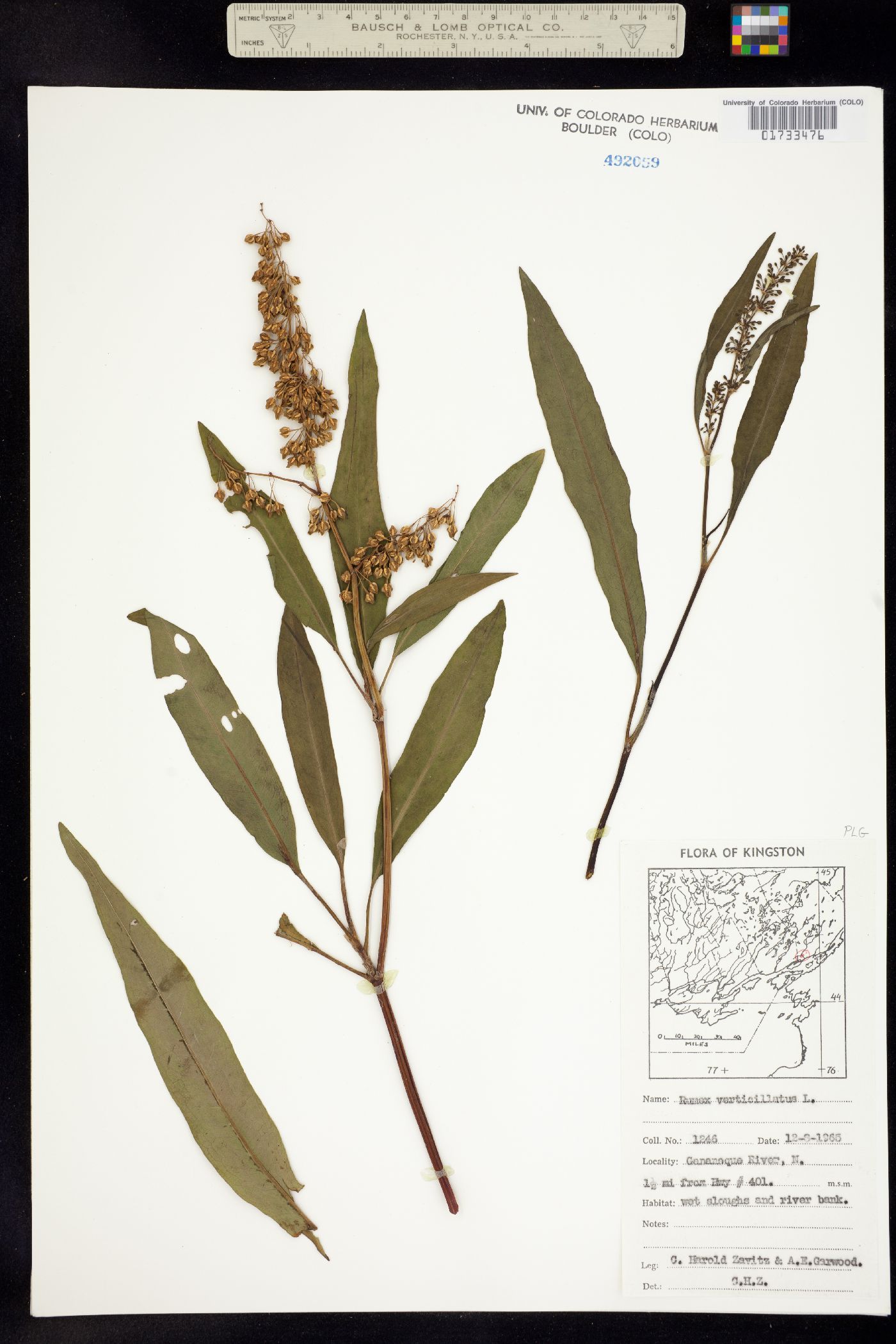 Rumex verticillatus image