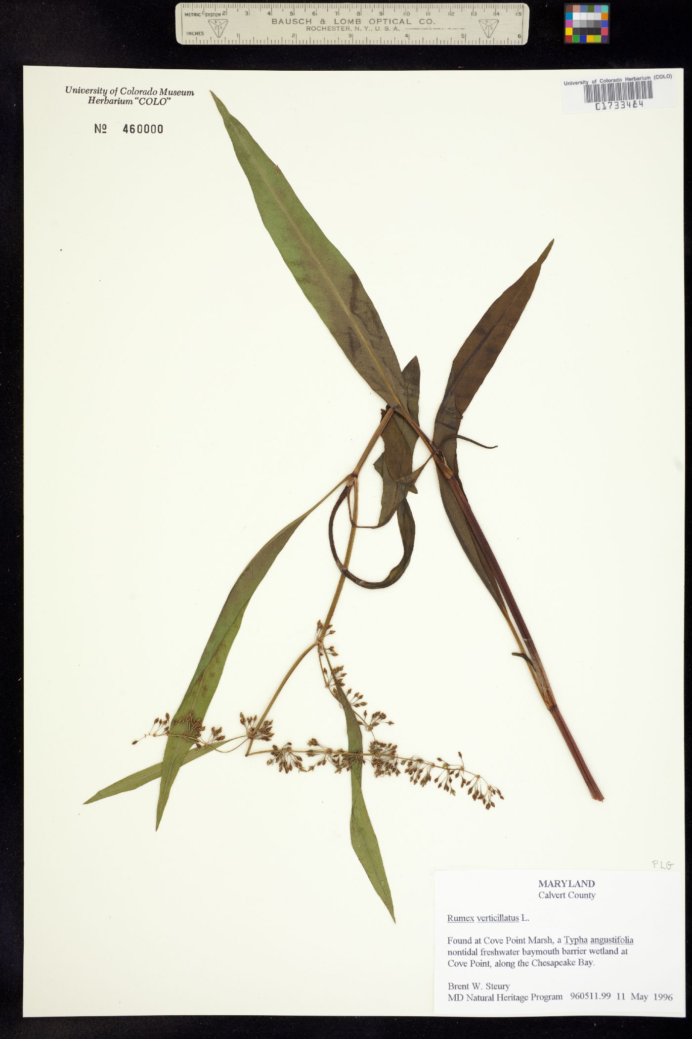 Rumex verticillatus image