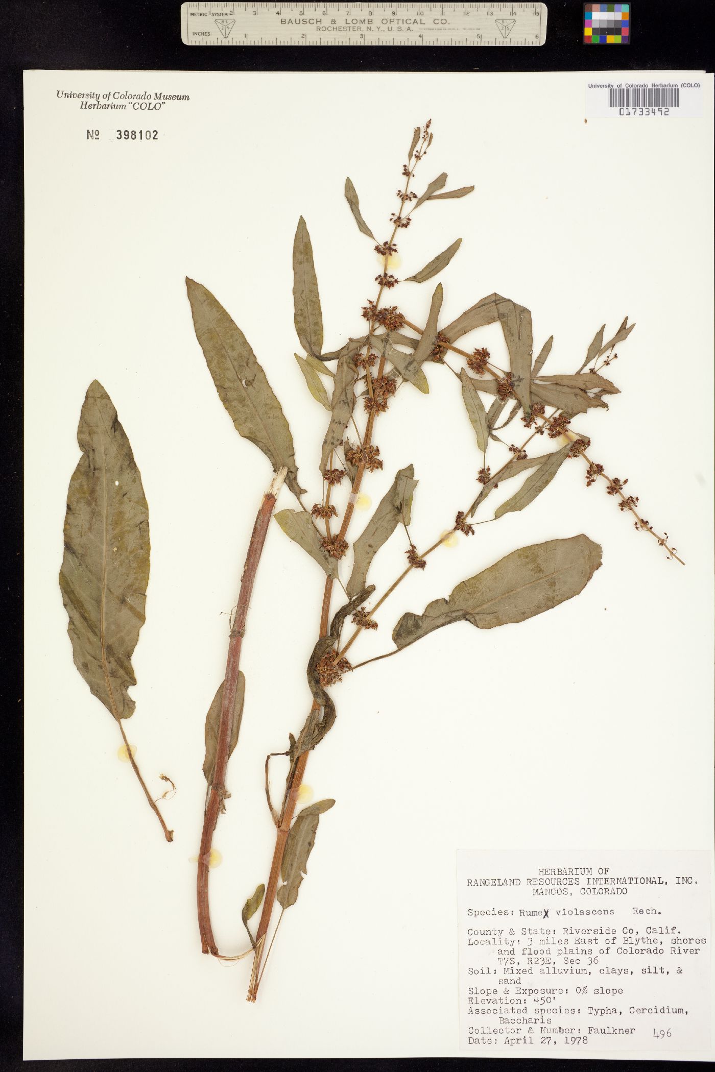 Rumex violascens image