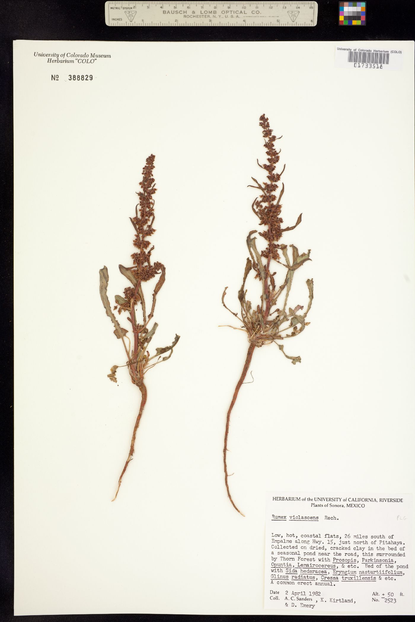 Rumex violascens image