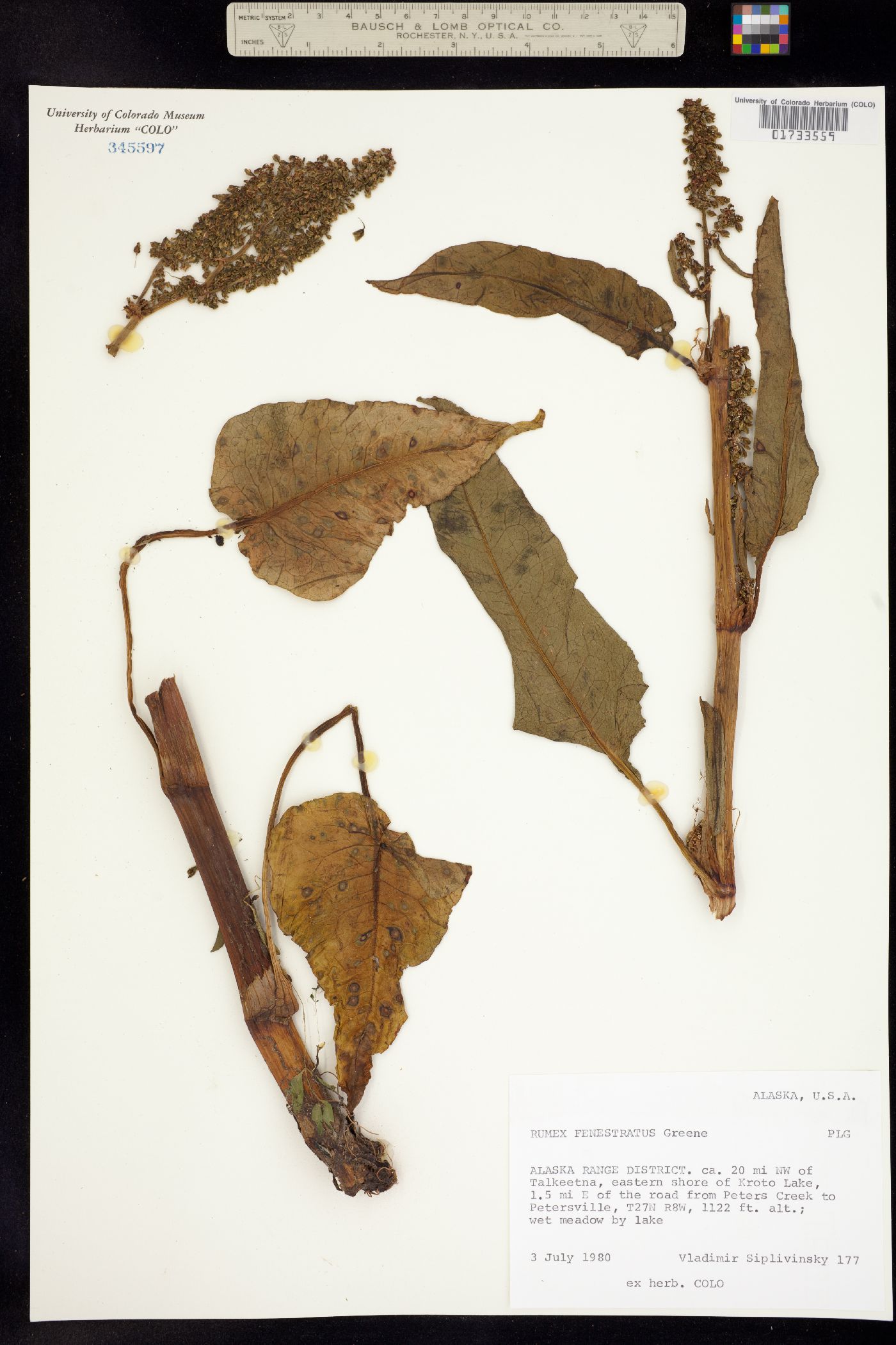 Rumex occidentalis image