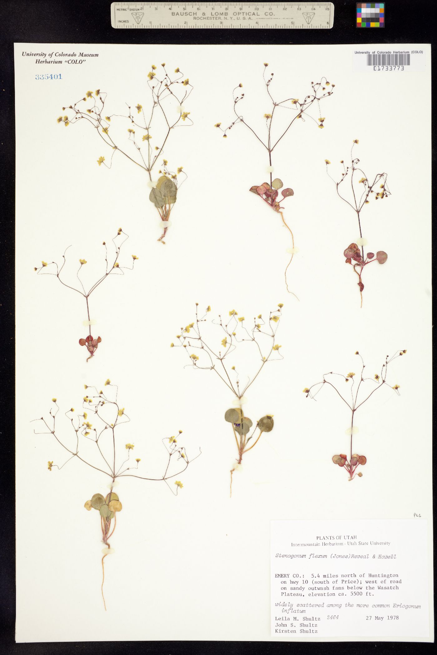 Stenogonum flexum image