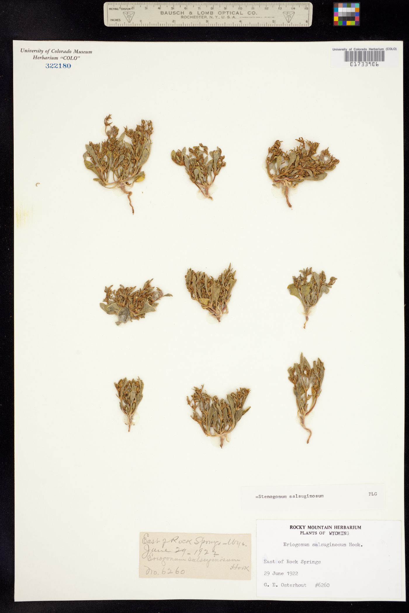 Polygonaceae image