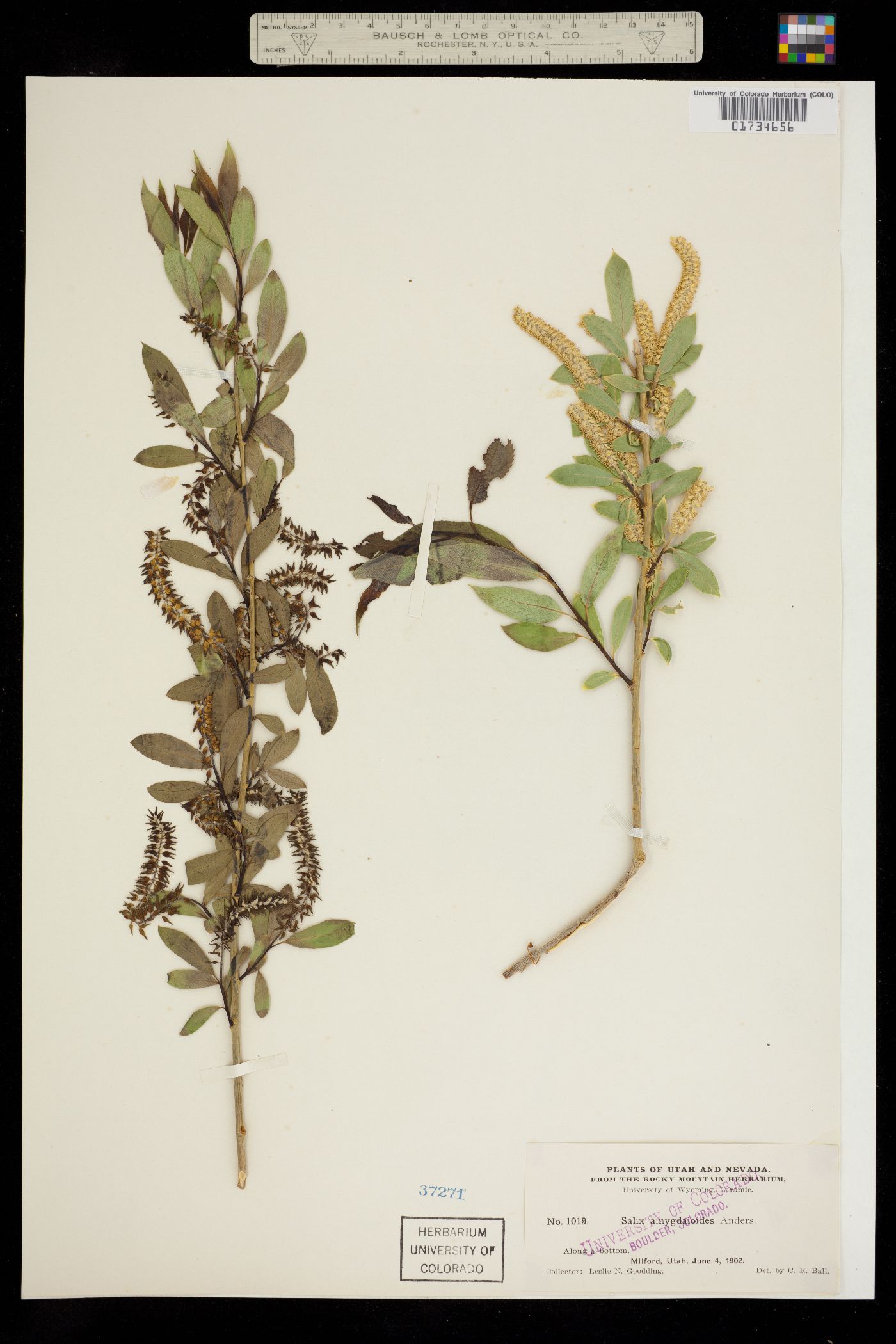Salix image
