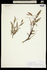 Image of Salix arbusculoides