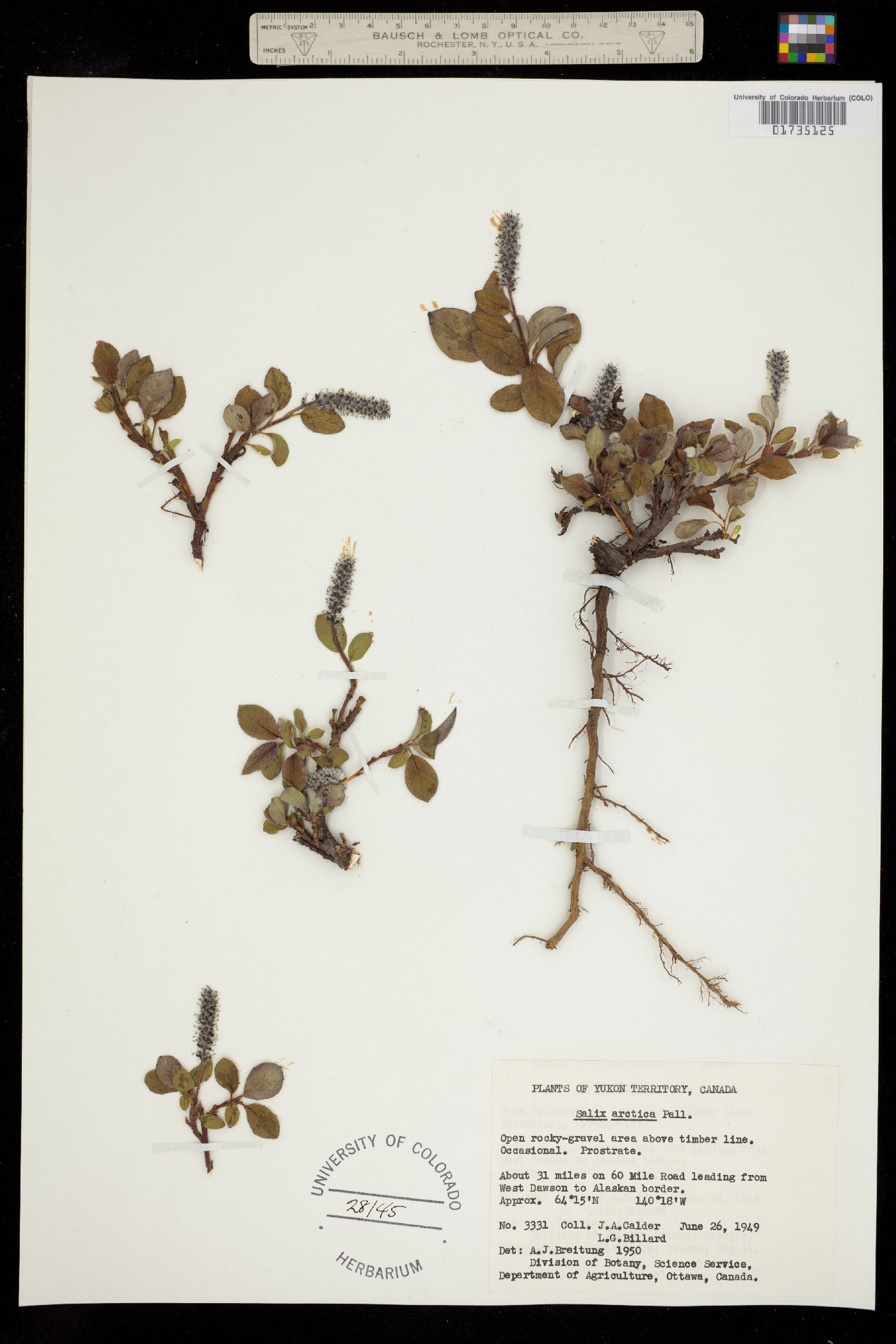 Salix arctica image