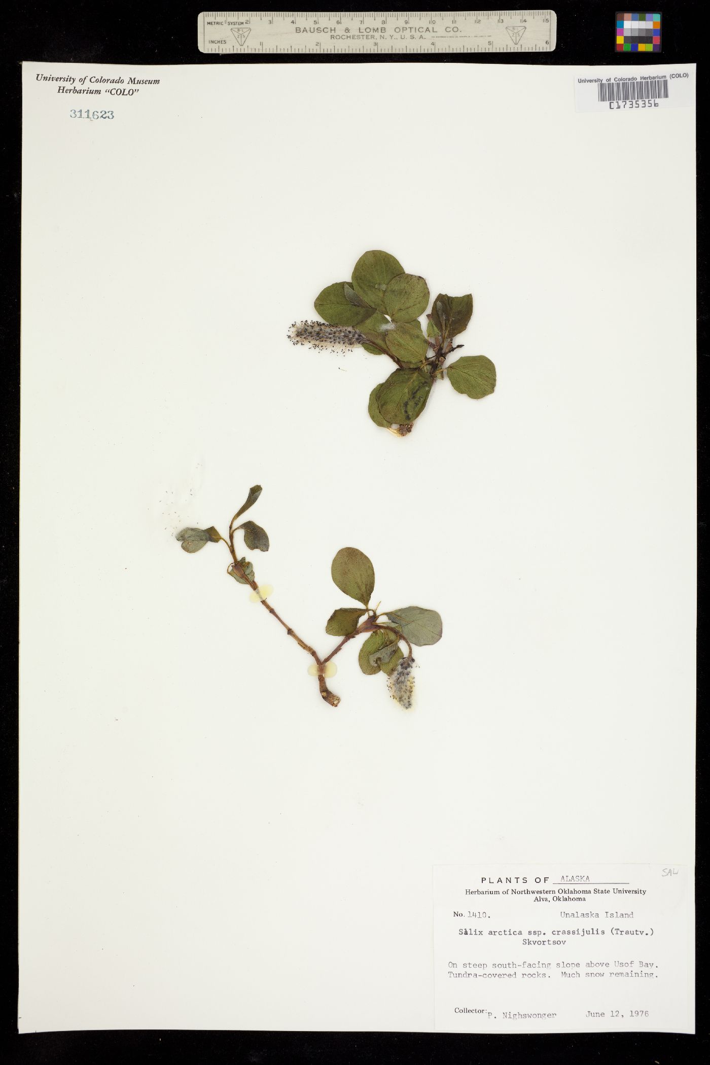 Salix arctica image