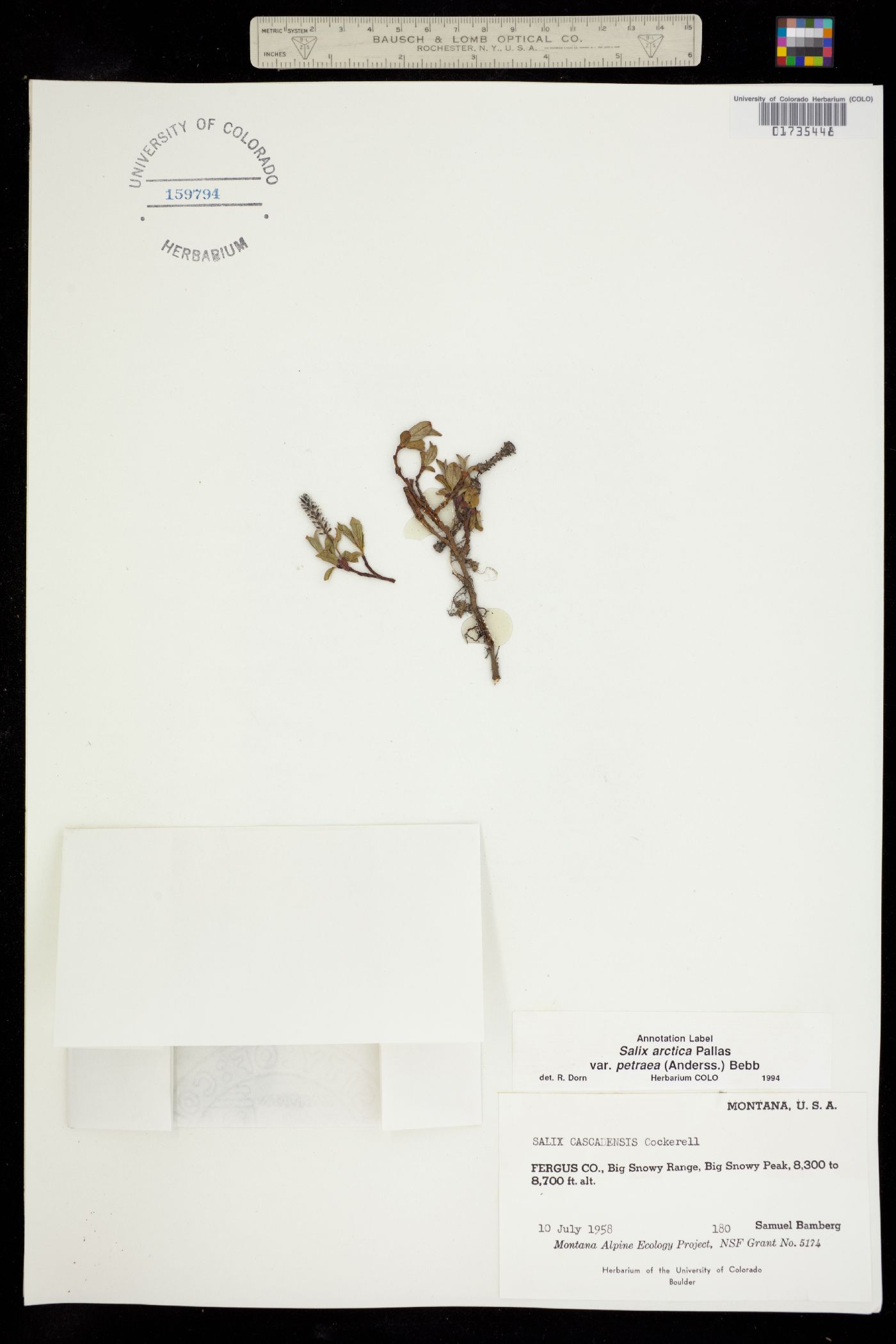 Salix petrophila image