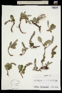 Image of Salix arctica
