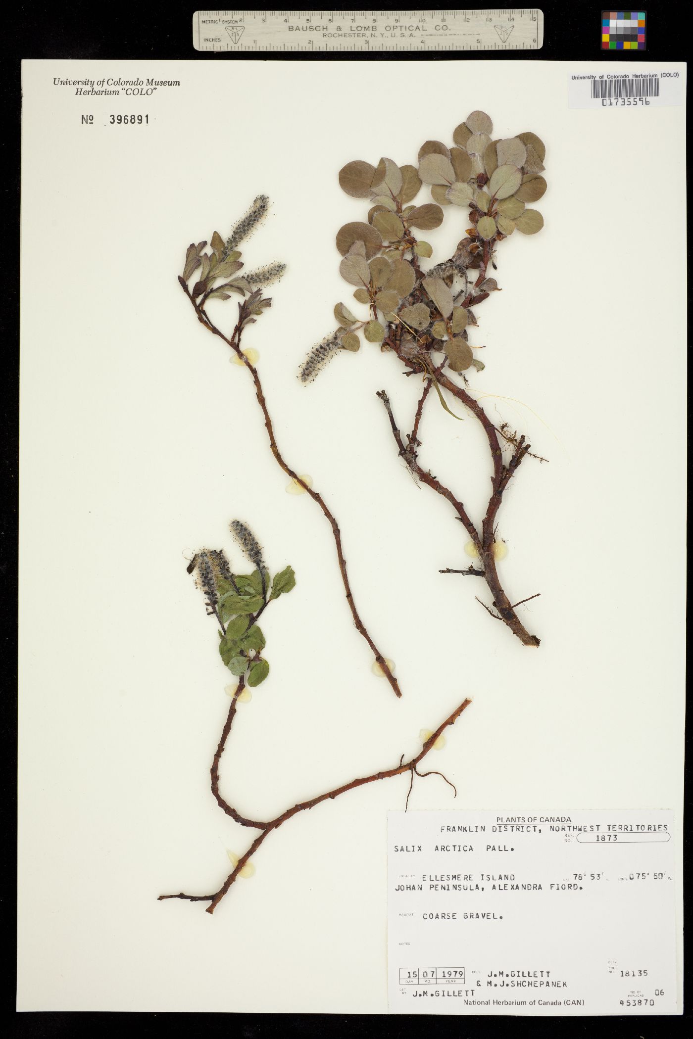 Salix arctica image