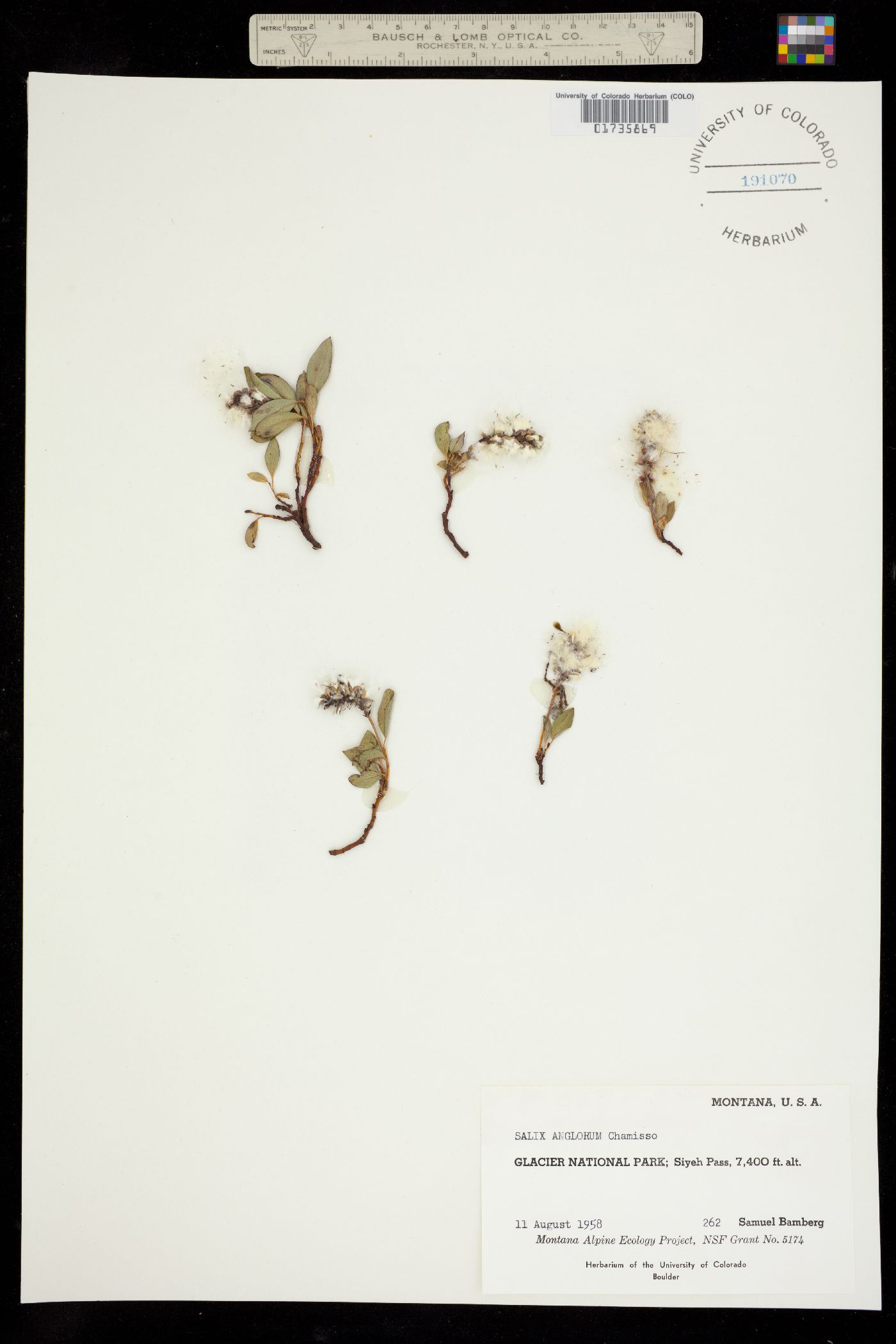 Salix anglorum image