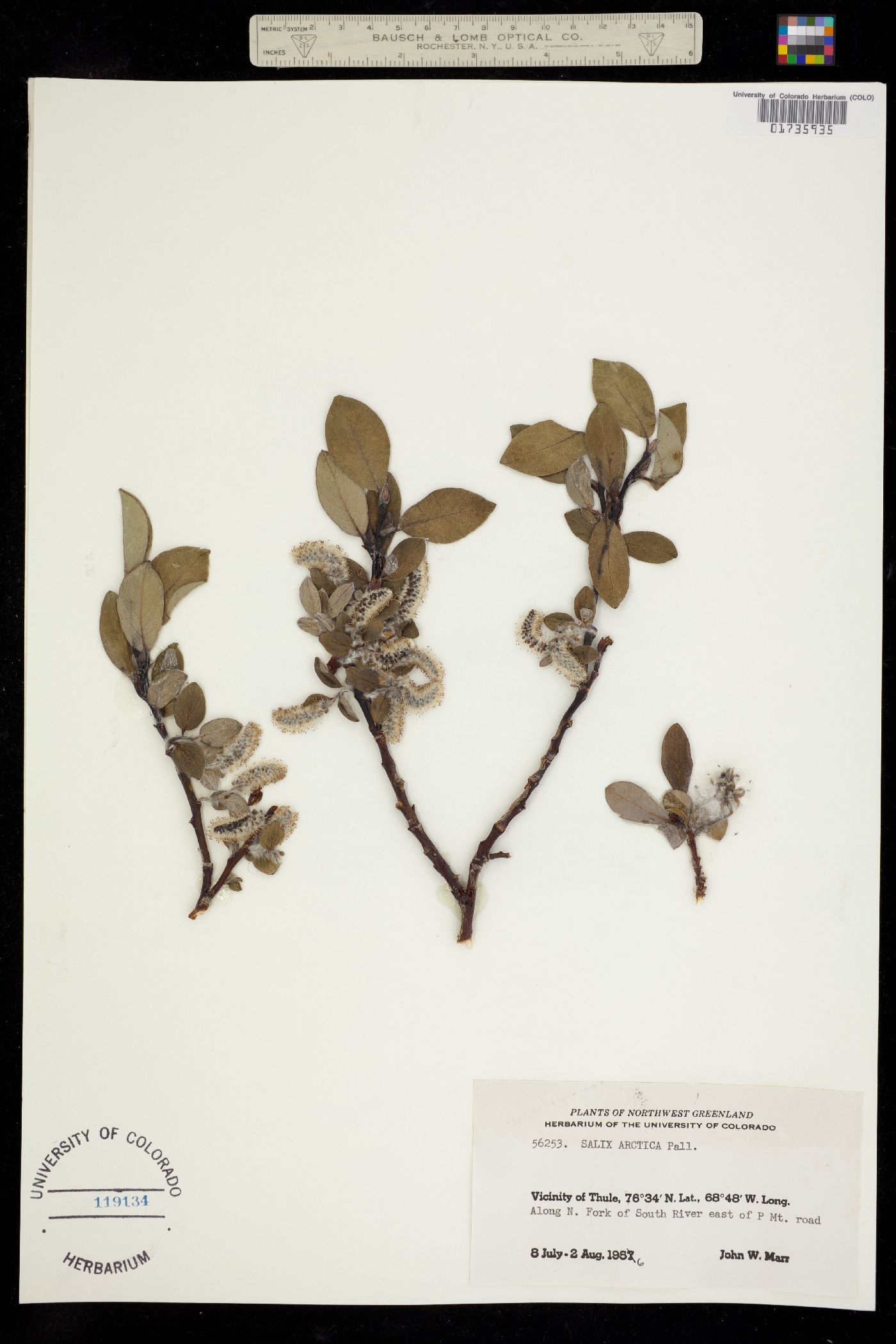 Salix arctica image