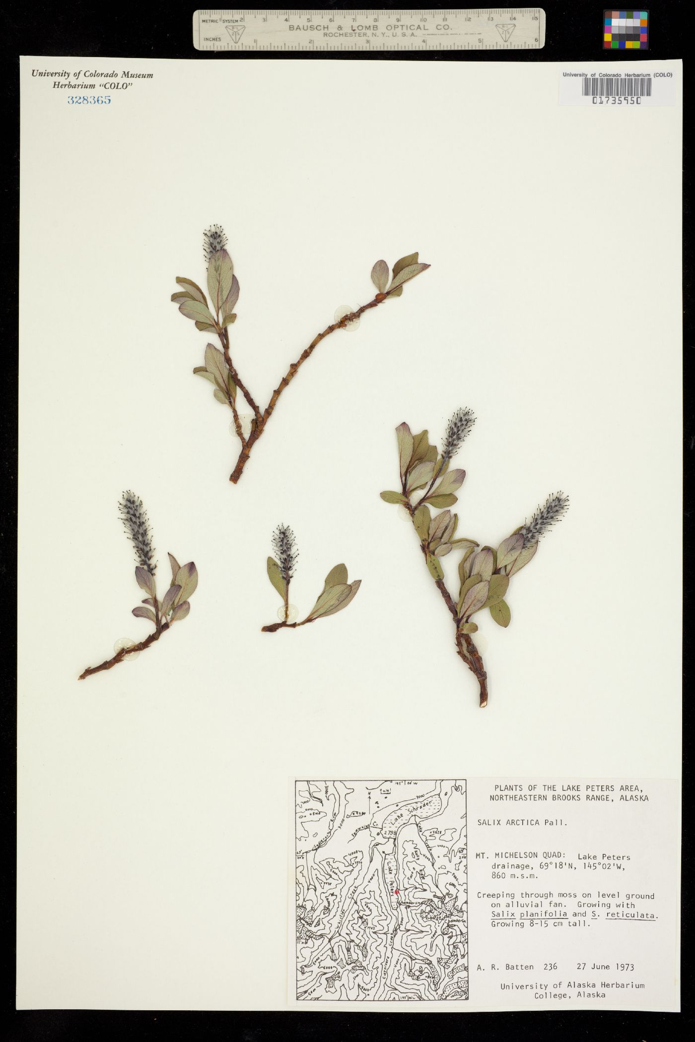 Salix arctica image