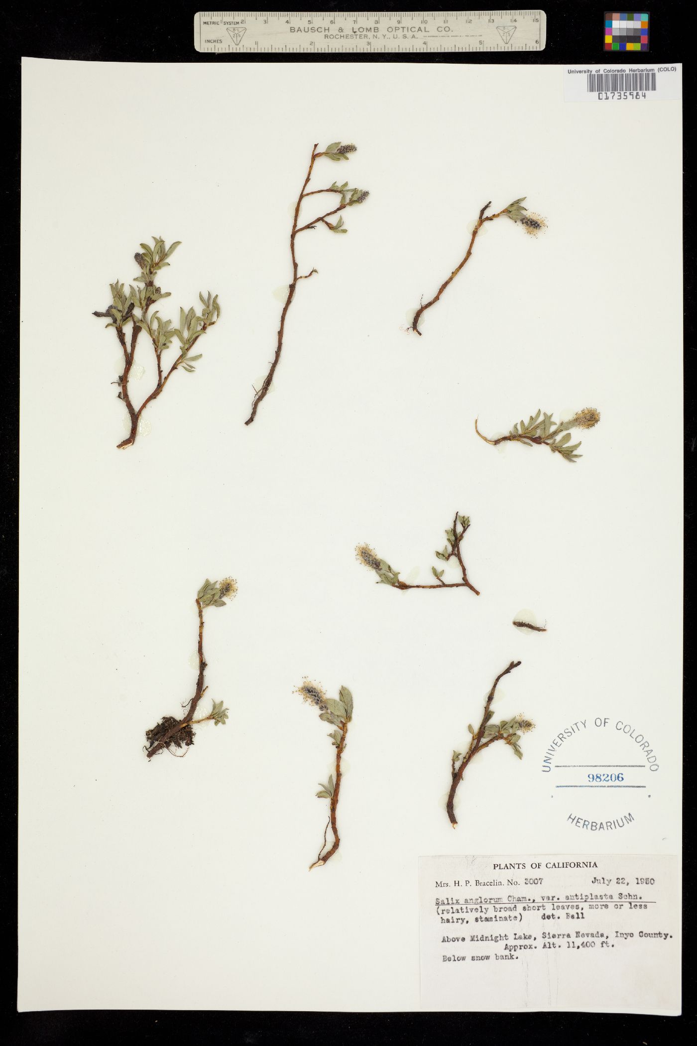 Salix arctica image