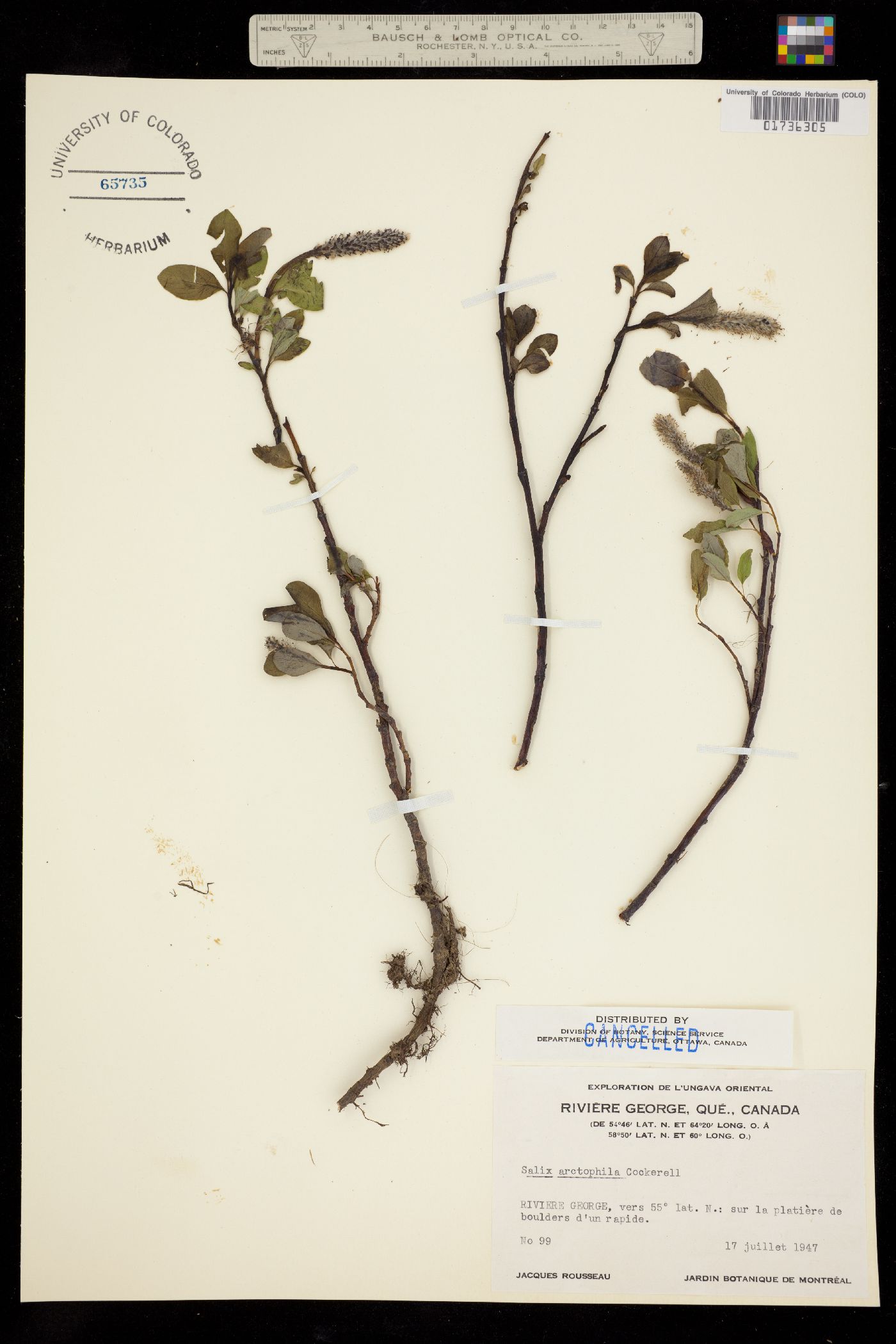 Salix arctophila image