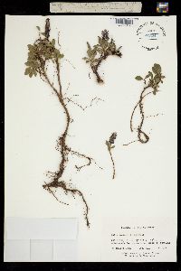 Image of Salix arctophila