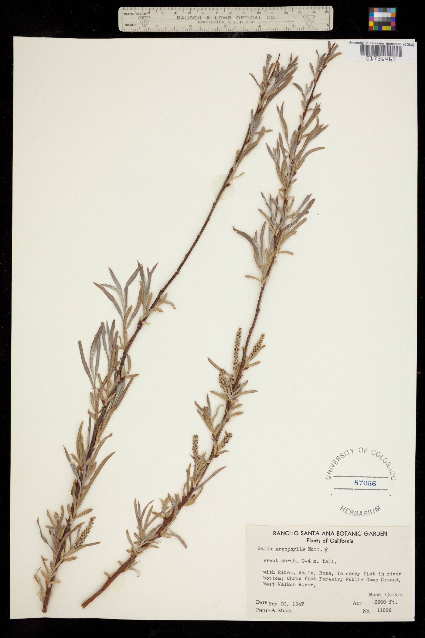 Salix exigua var. exigua image