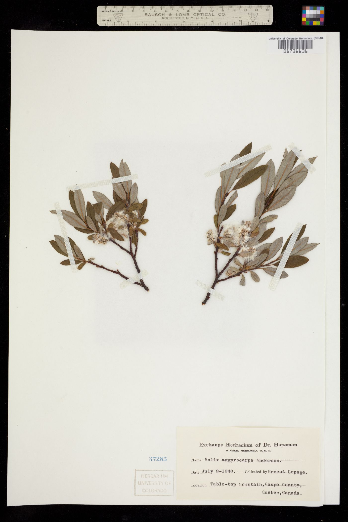 Salix argyrocarpa image