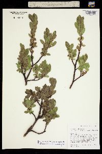 Salix arizonica image