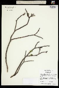 Salix arizonica image