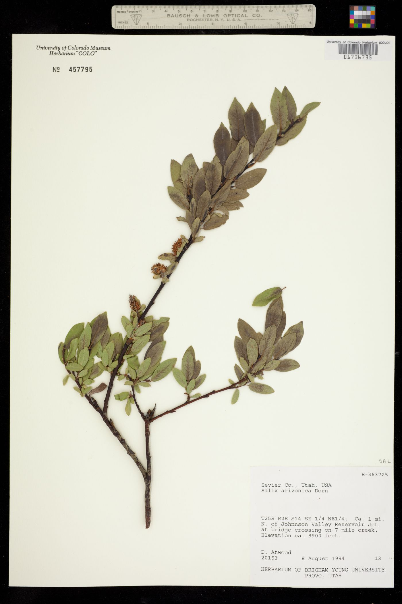 Salix arizonica image