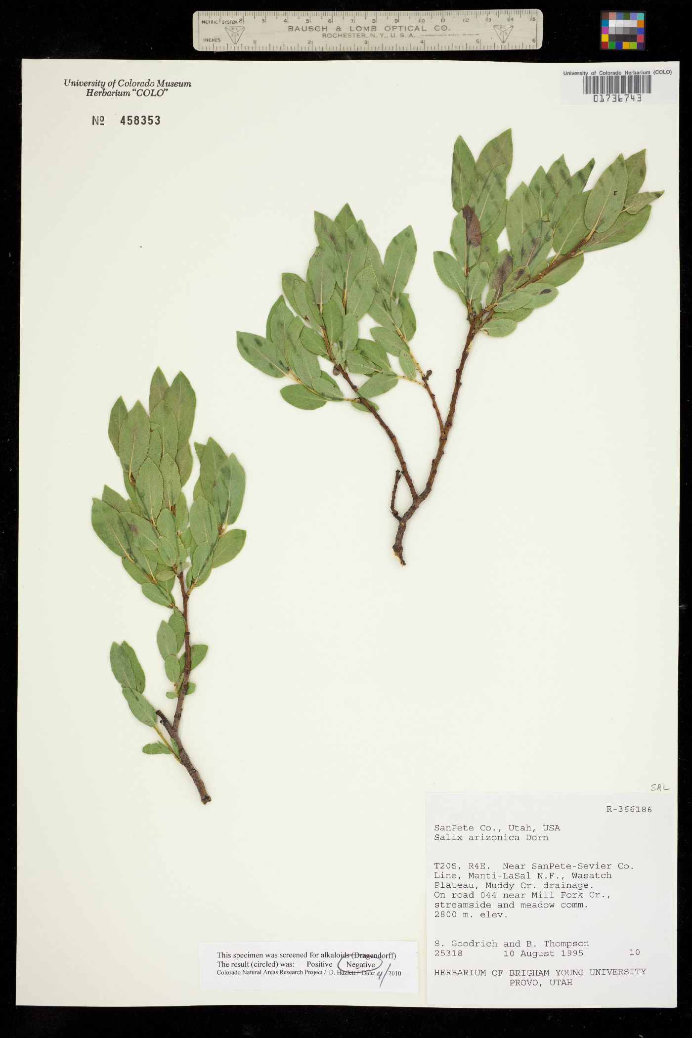 Salix arizonica image