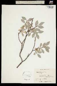 Image of Salix athabascensis