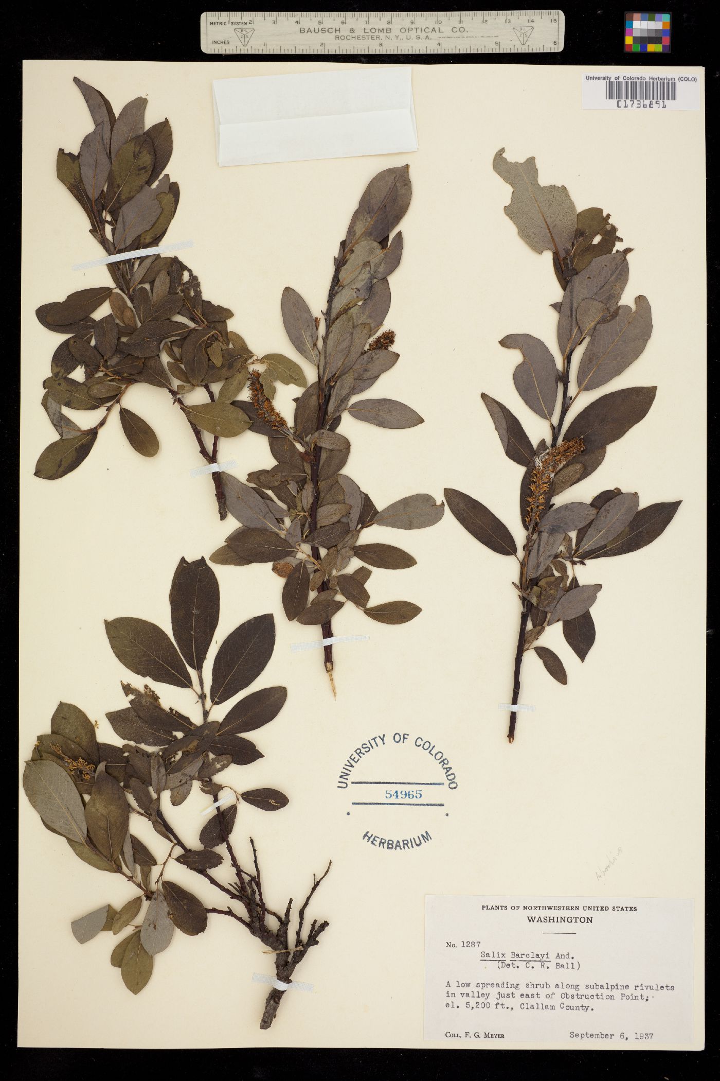 Salix barclayi image