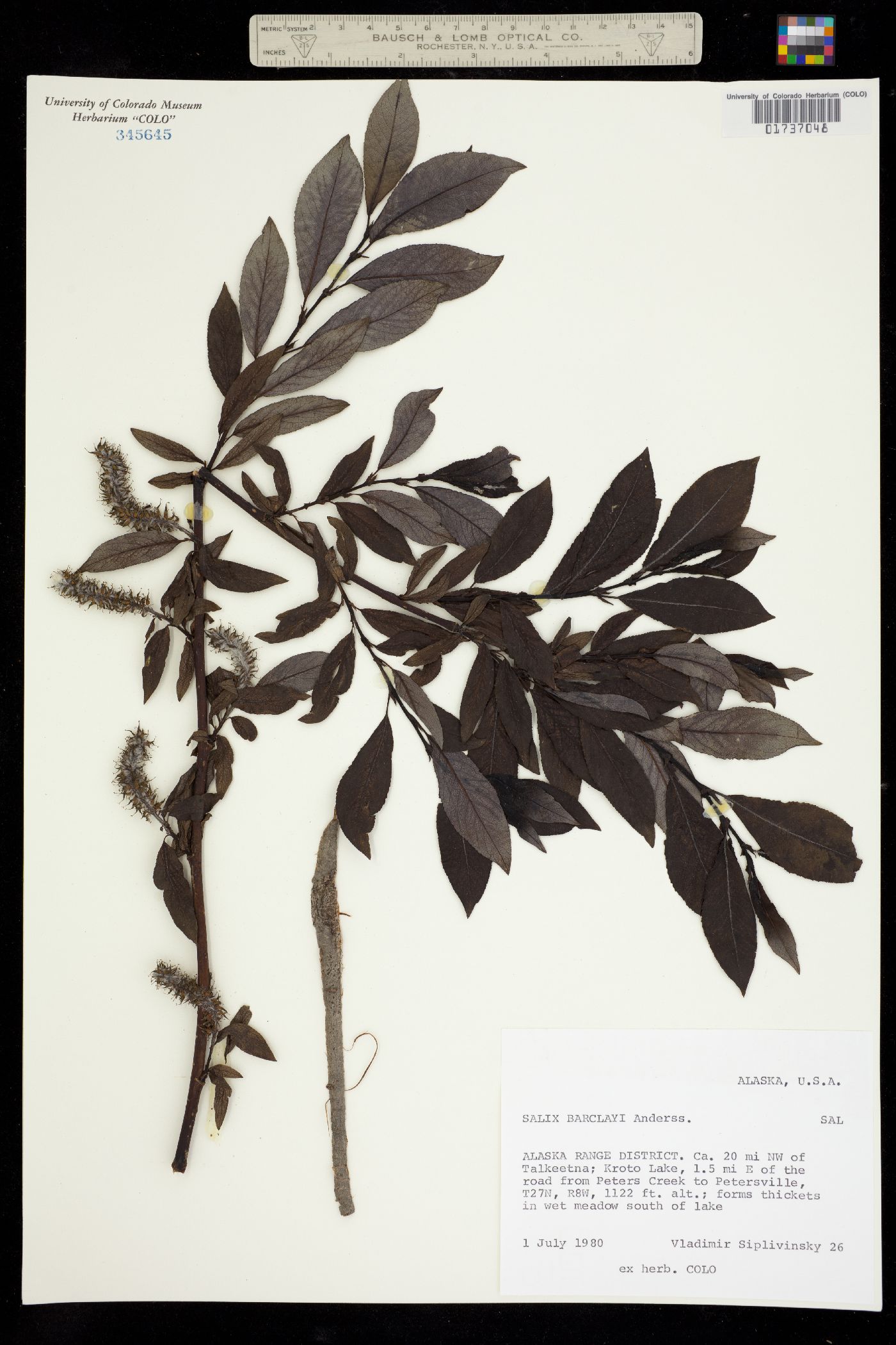 Salix barclayi image