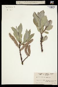 Image of Salix barrattiana