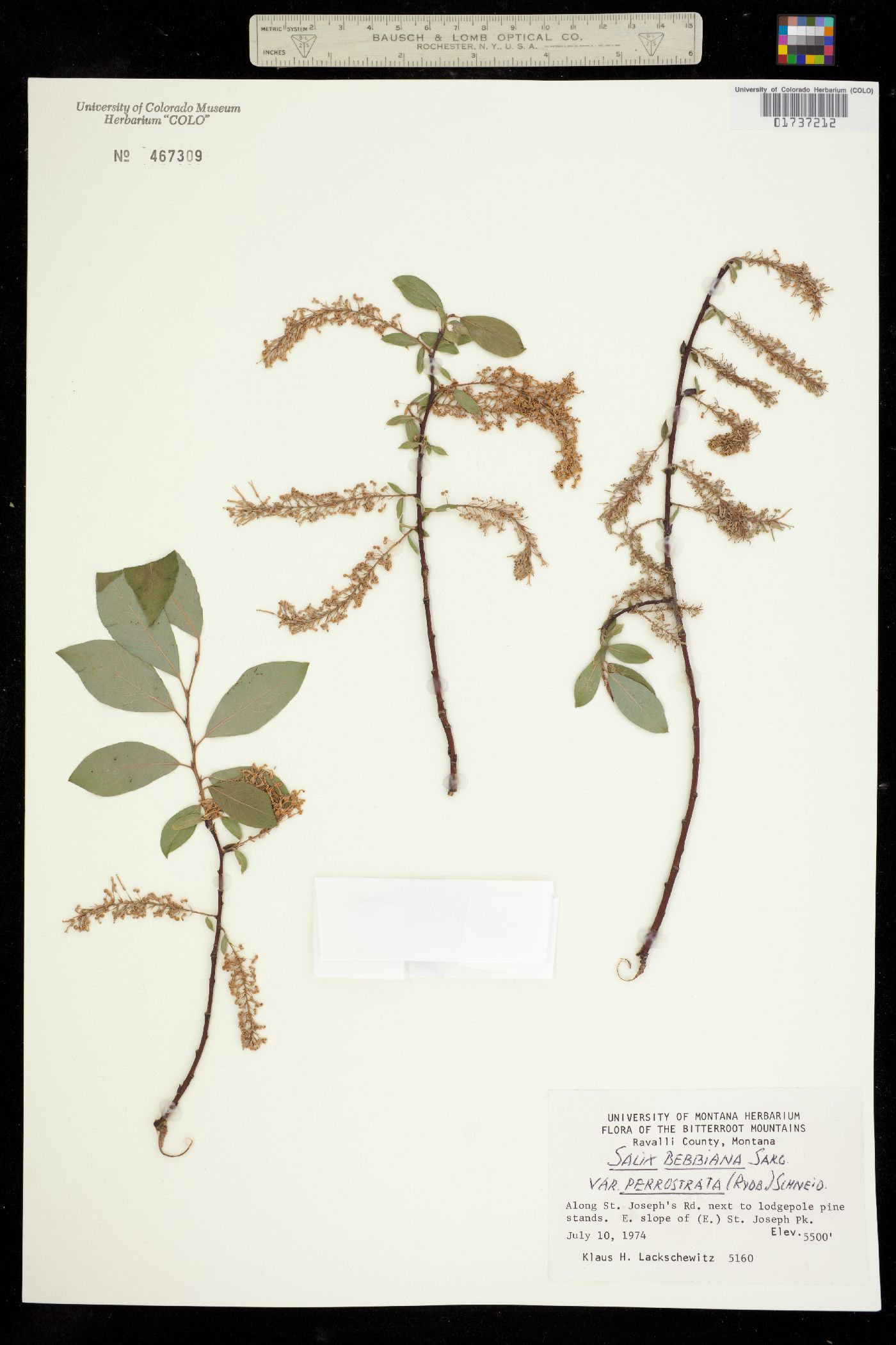 Salix bebbiana image