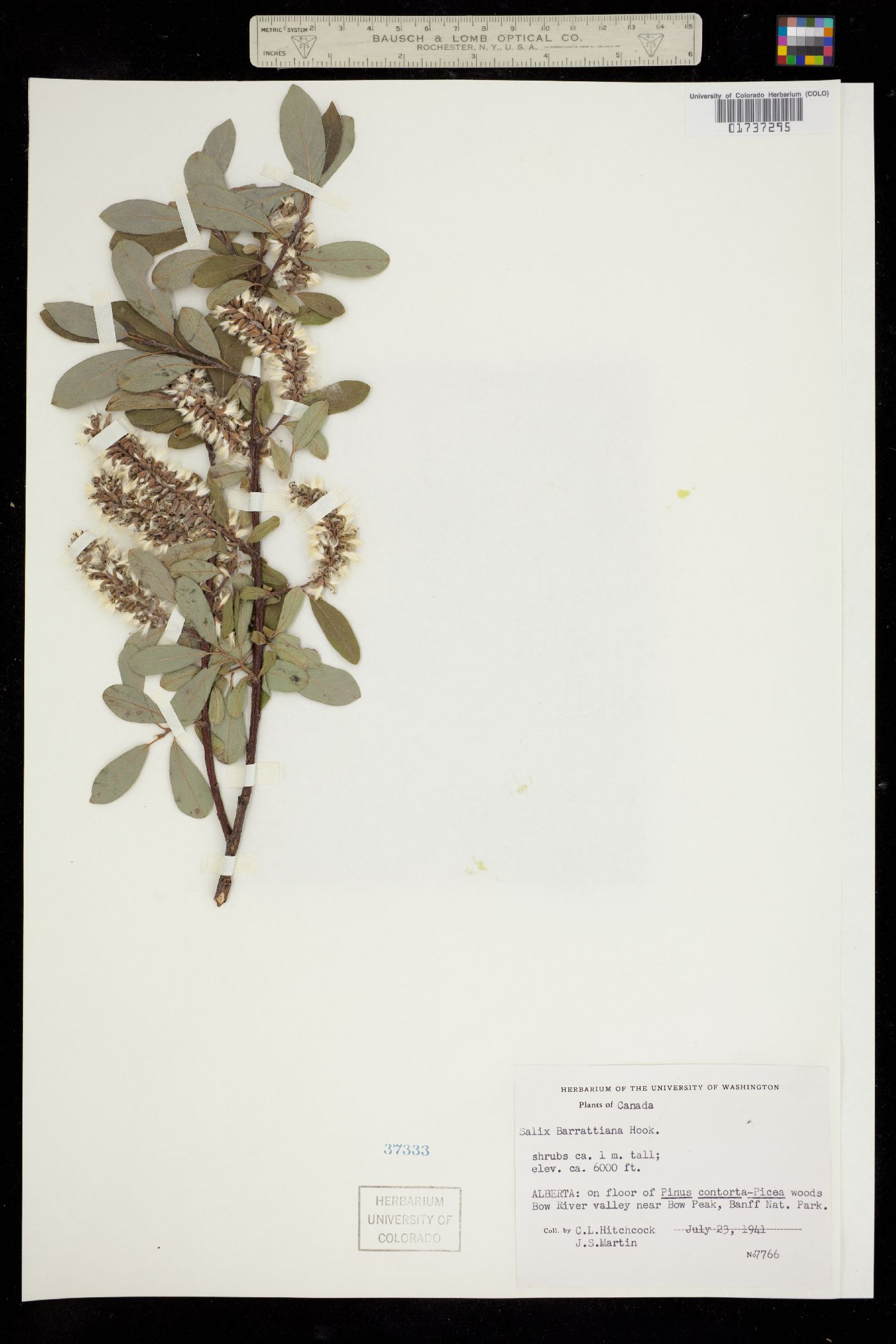 Salicaceae image